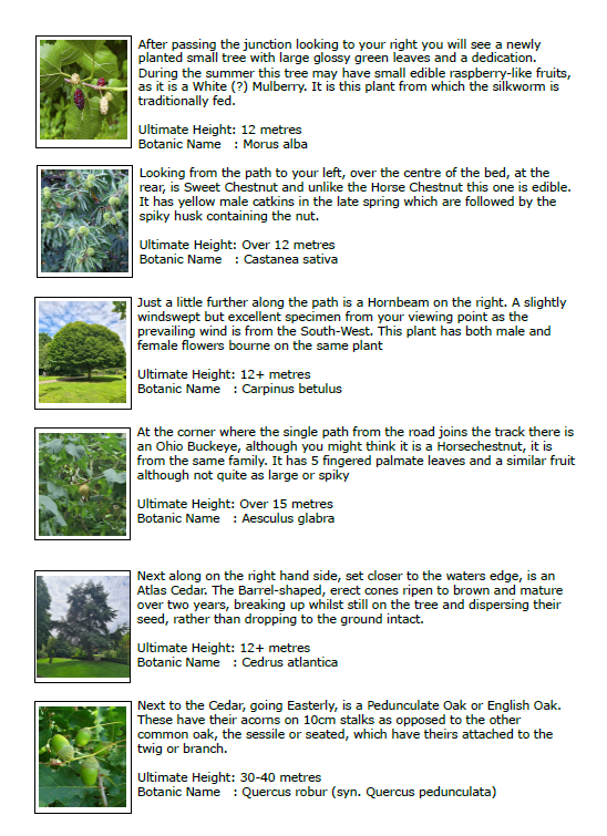 Tree Walk page 2